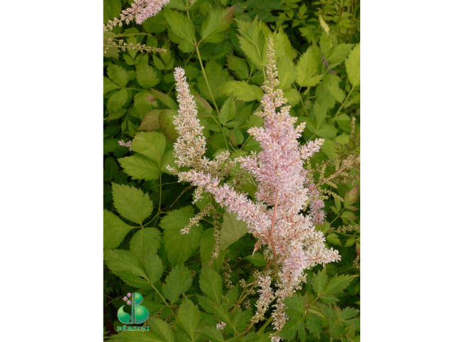 Astilbe × arendsii   'Opal'
